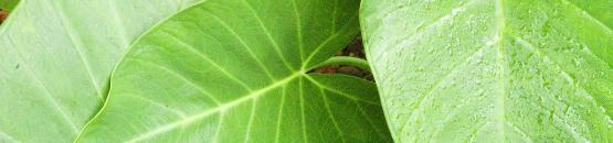 Feuilles