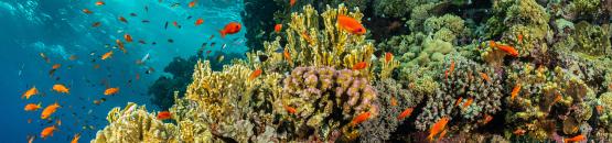 Biodiversité