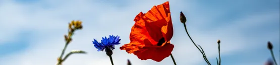 Photo de Palle Knudsen récupérée sur Unsplash représentant des coquelicots