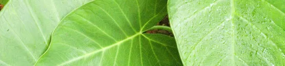 Alternative textuelle