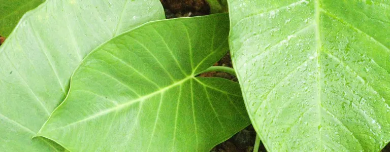 Alternative textuelle